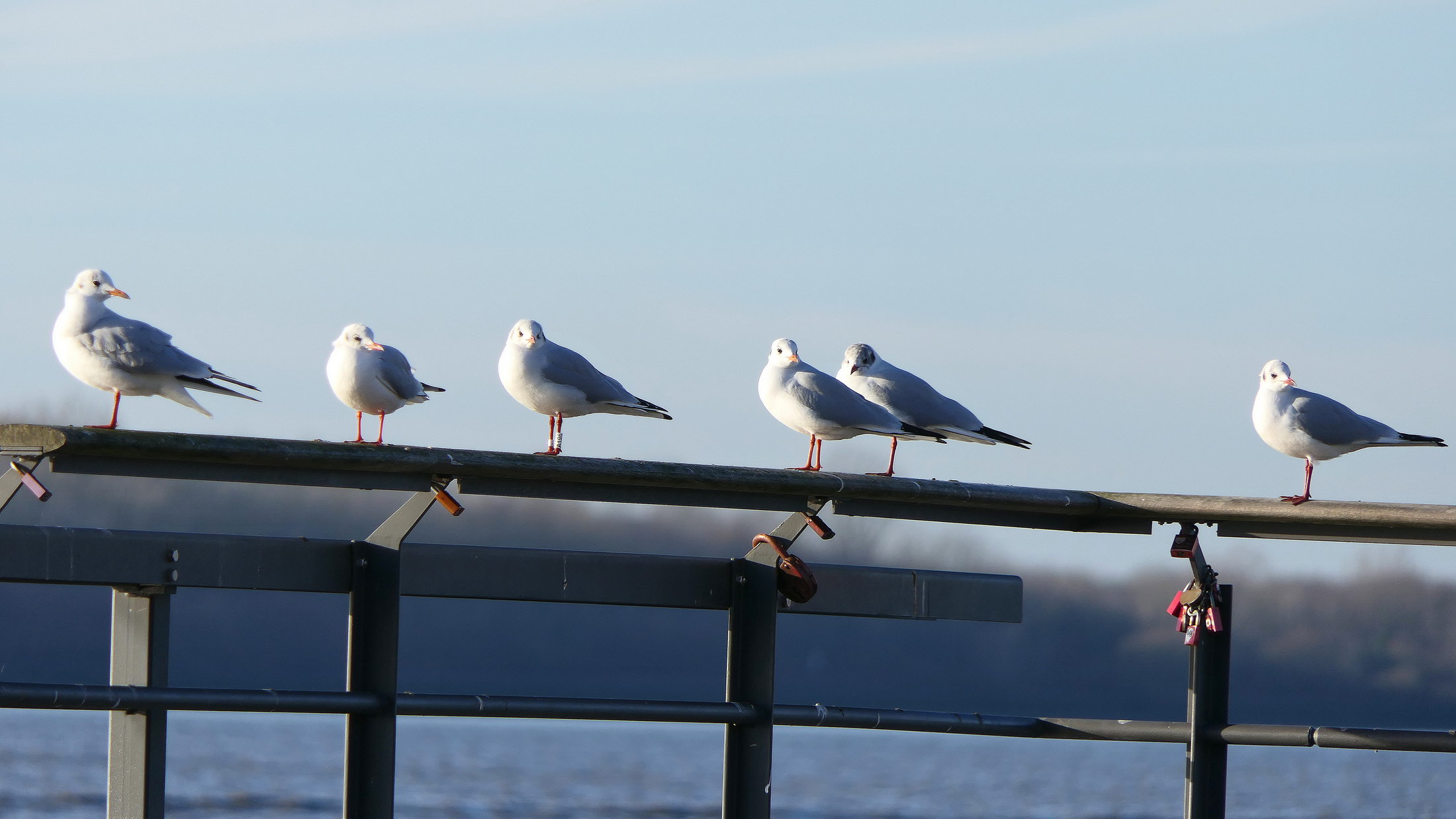 Wedel - Willkommhöft